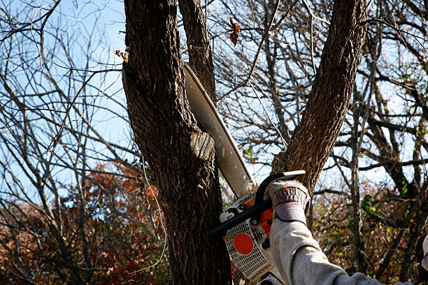 Best Storm Damage Tree Cleanup  in Barclay, NJ